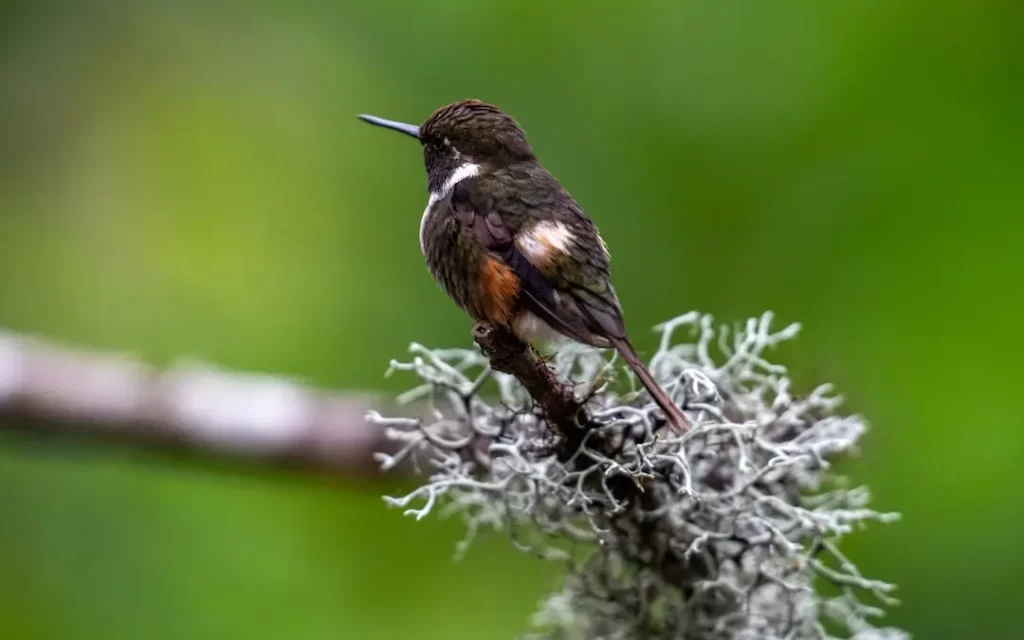 Consultora ambiental